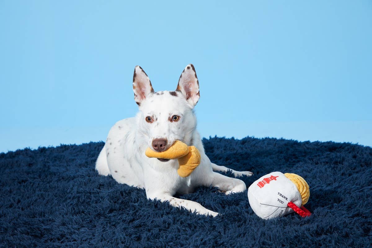 Chew Mein & Furtune Cookie | BARK
