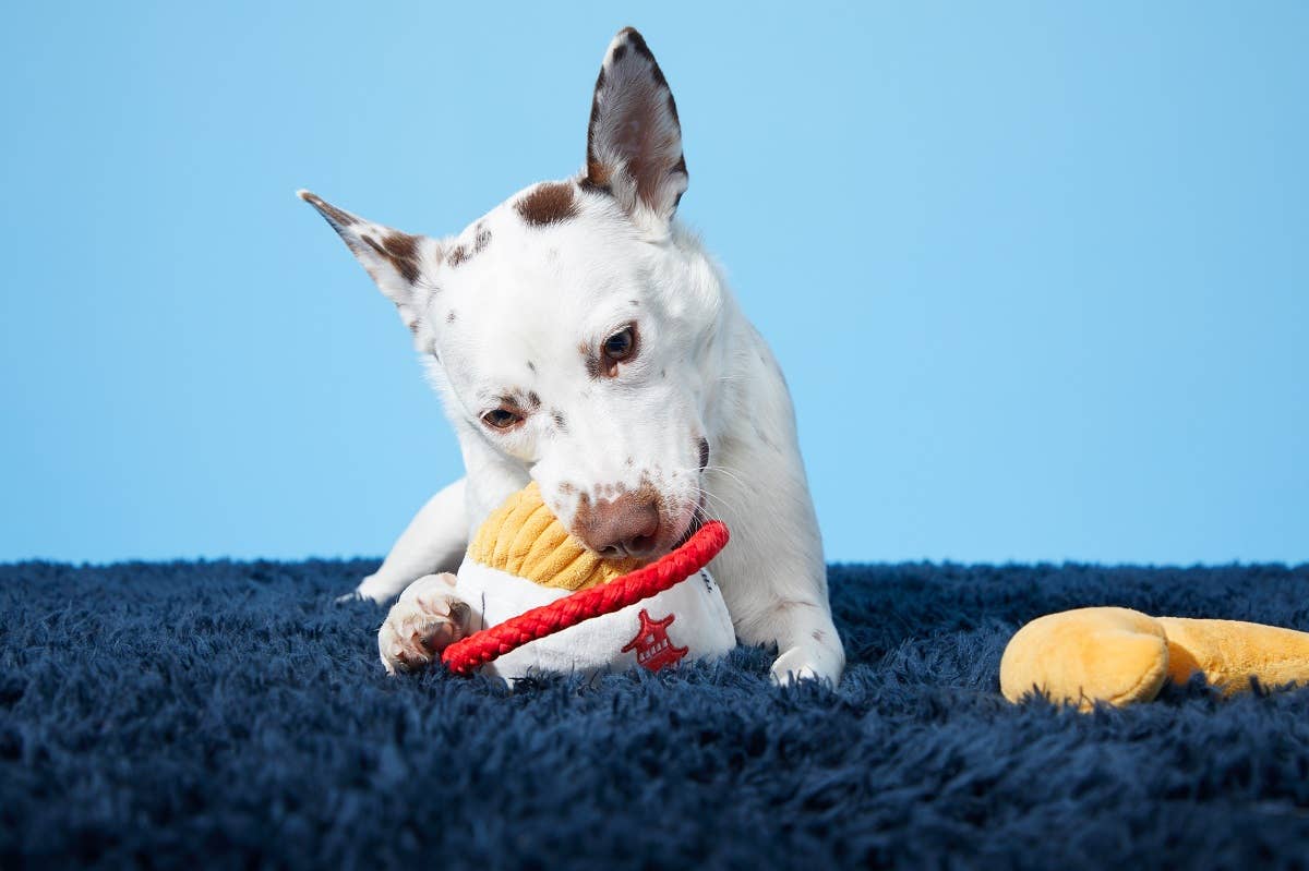 Chew Mein & Furtune Cookie | BARK