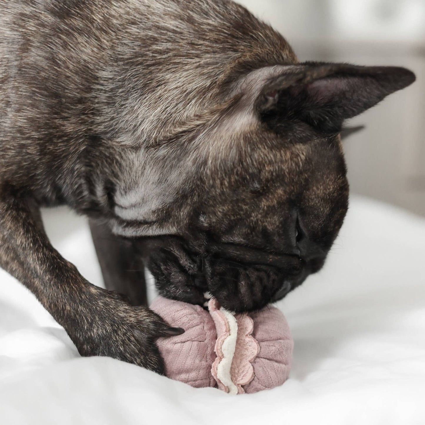 PETITE TWO/ENRICHMENT DOG TOY | Lambwolf Collective