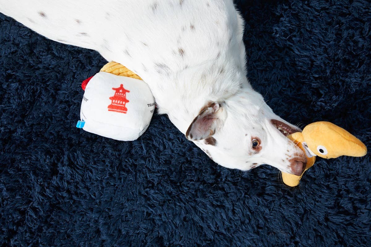 Chew Mein & Furtune Cookie | BARK