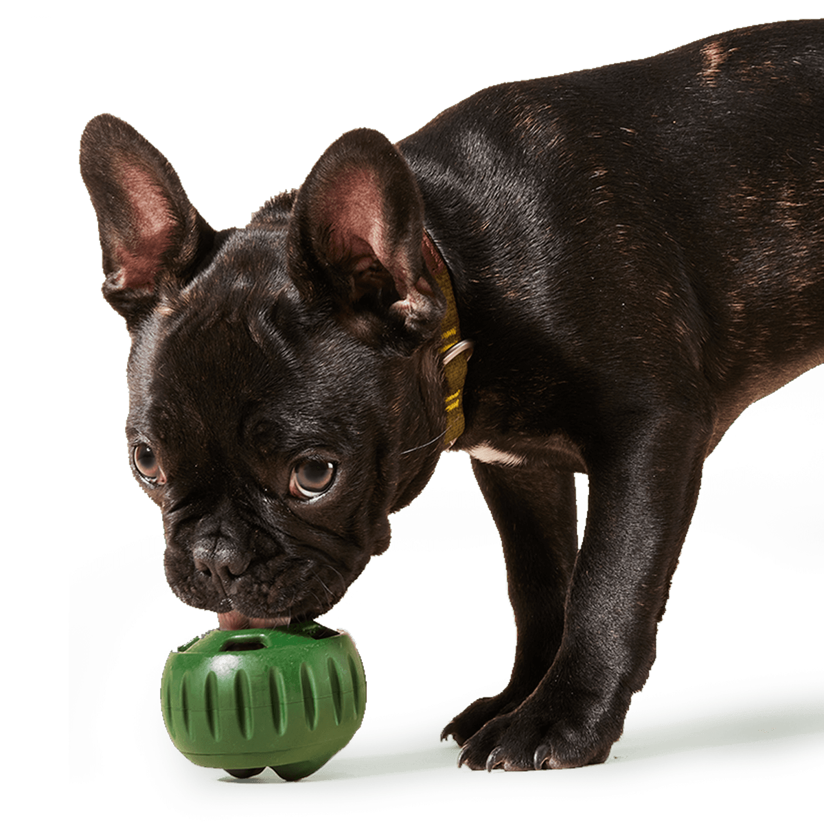 Beef Pupsicle Pops | Woof