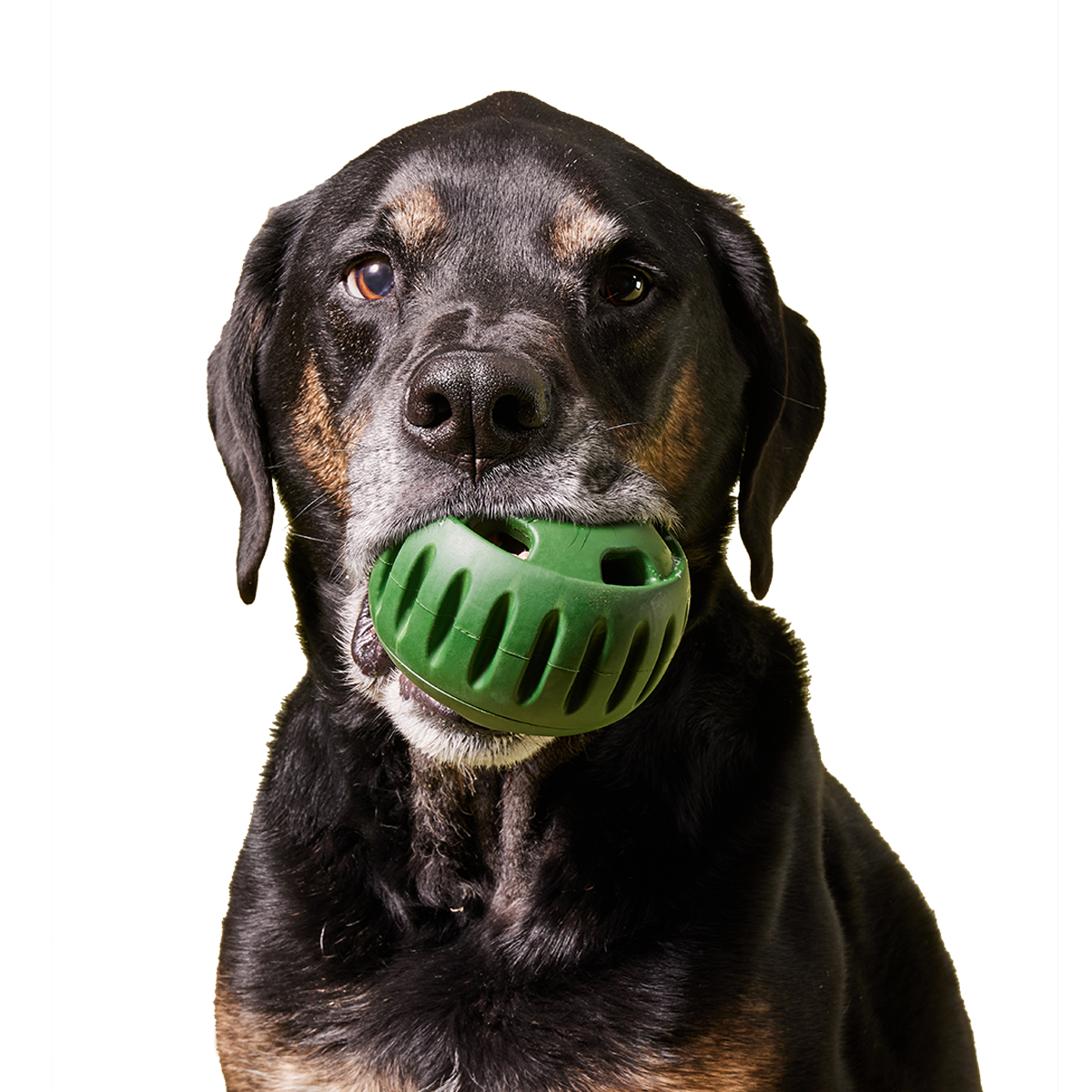 The Pupsicle: Green | Woof