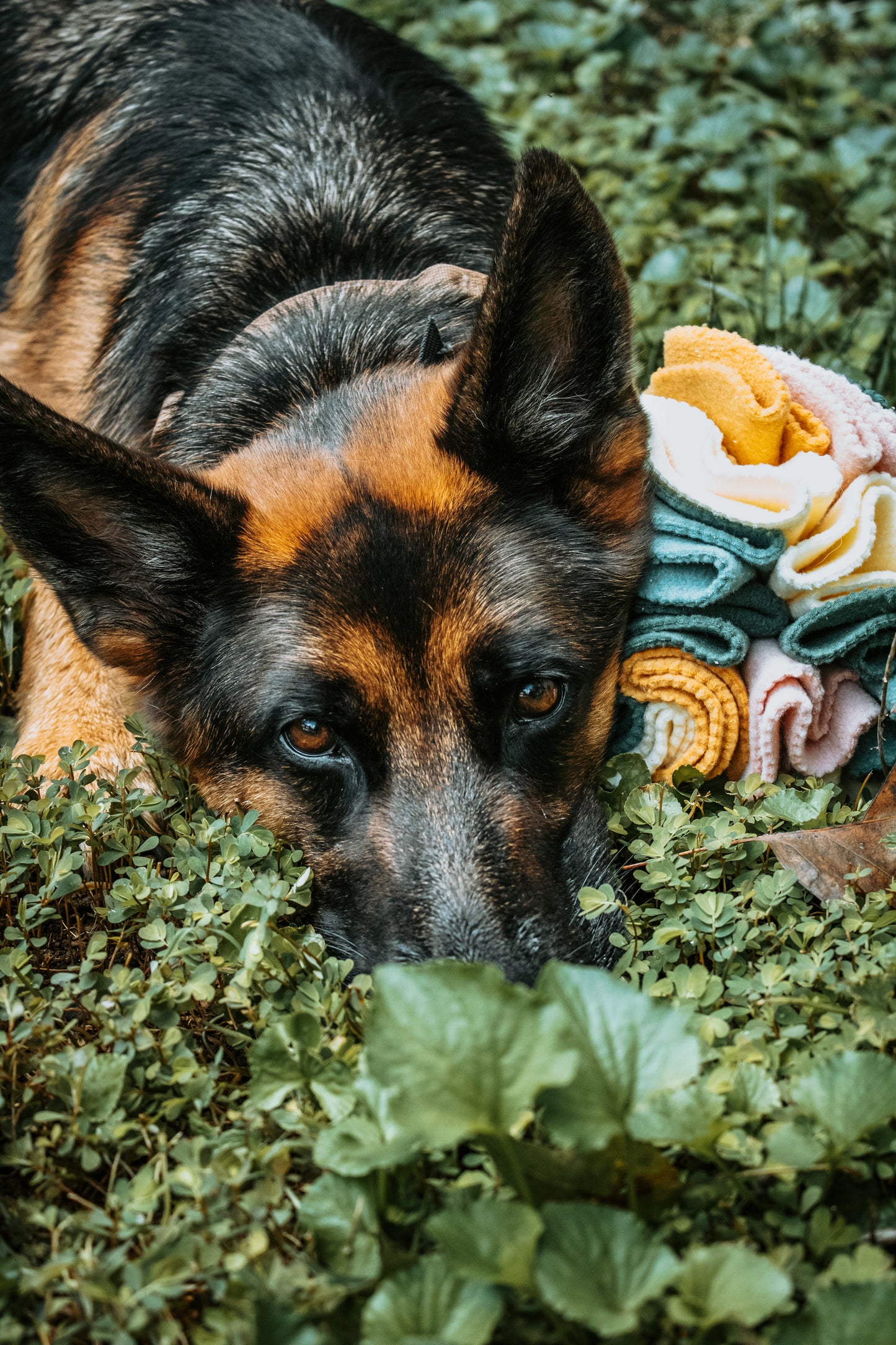 The Koda Snacks Snuffle Ball | Love Liparu