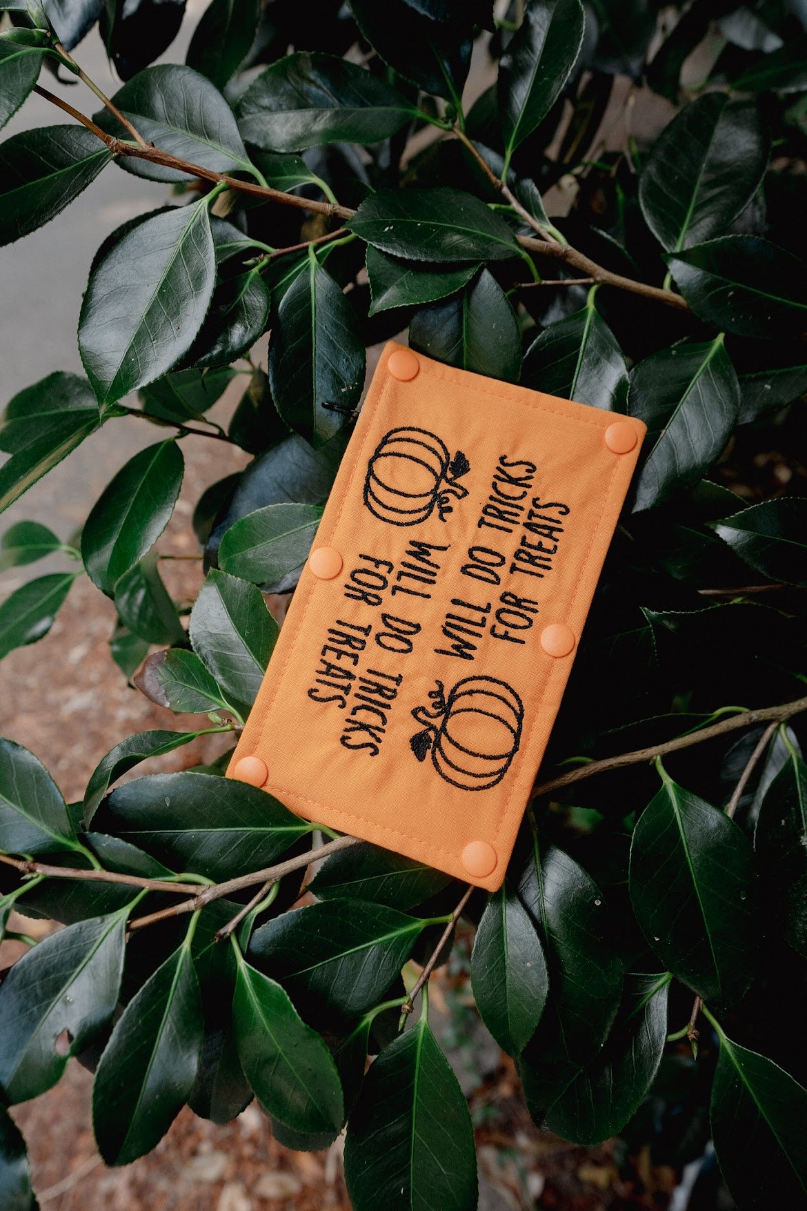 Koda Snacks x Love Liparu Leash Wrap | Will Do Tricks for Treats