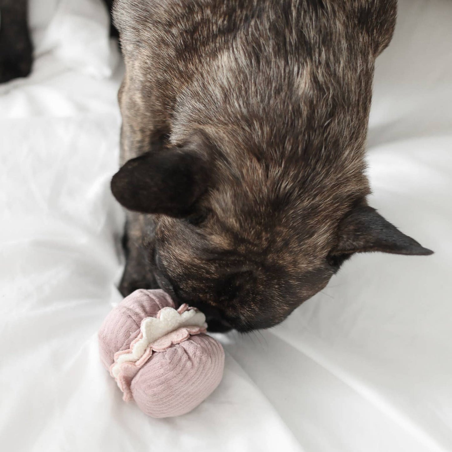 PETITE TWO/ENRICHMENT DOG TOY | Lambwolf Collective