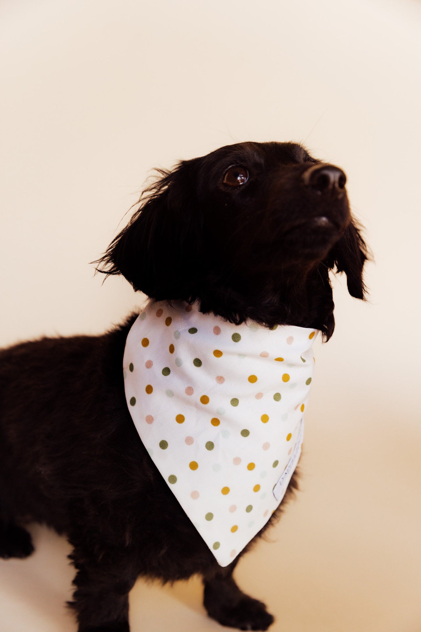 Daisy Dots Bandana