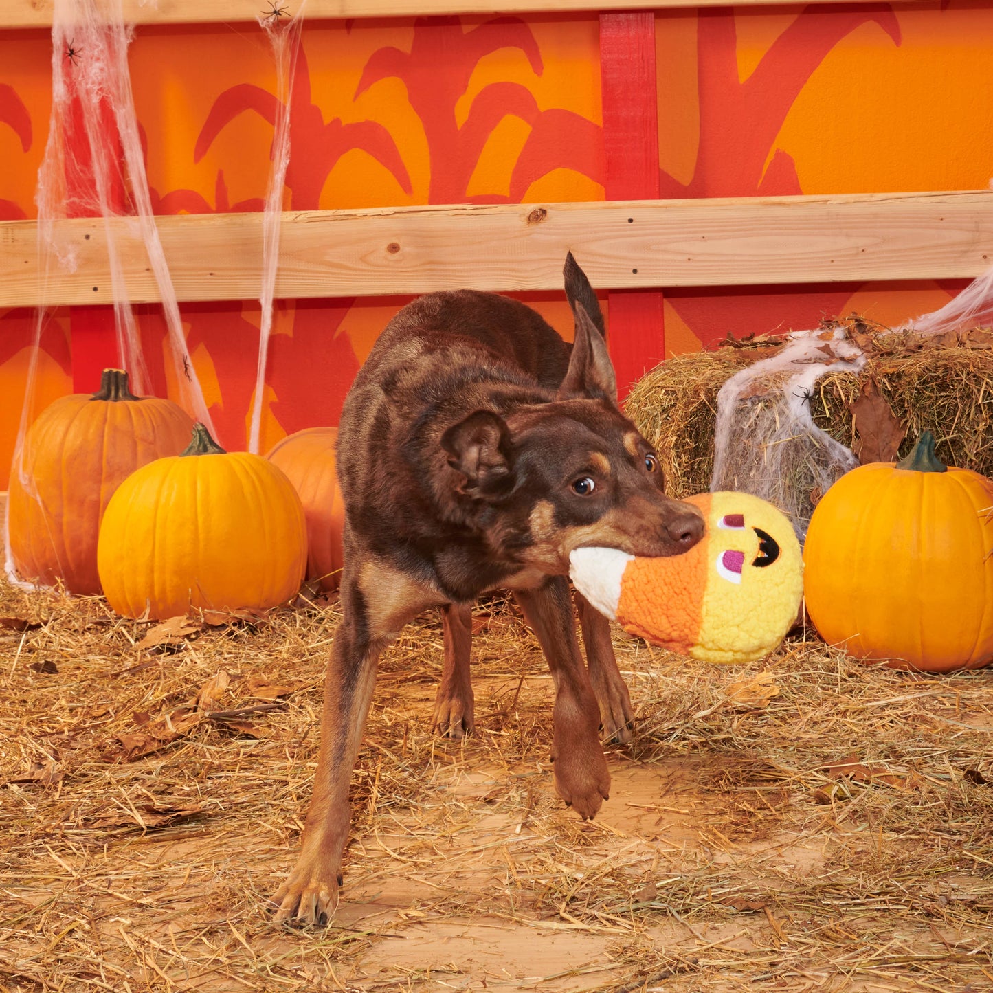 Candy Cornivore Plush Dog Toy | BARK