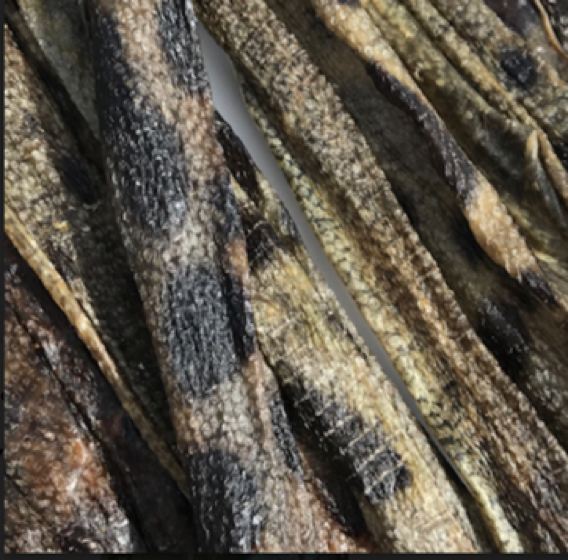 Wolffish Stick & Pieces Fish Skin Chew Dog Treat: 3.0-oz Bag | Icelandic+