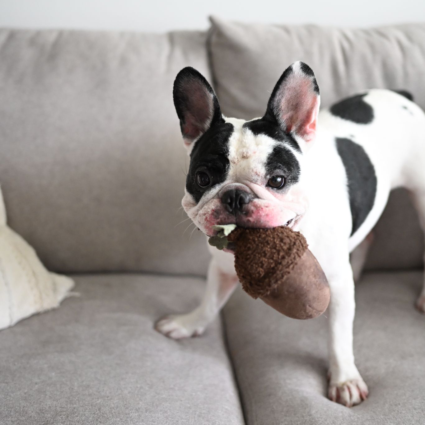 ACORN//ENRICHMENT DOG TOY