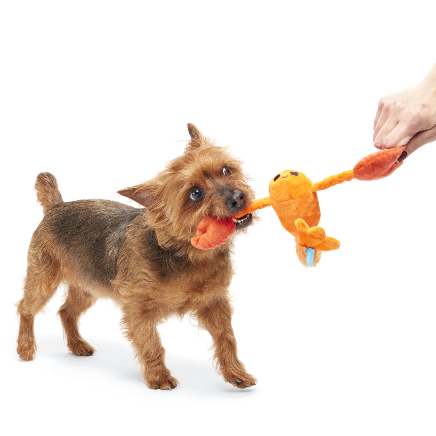Della Crawfish Plush Dog Toy | BARK