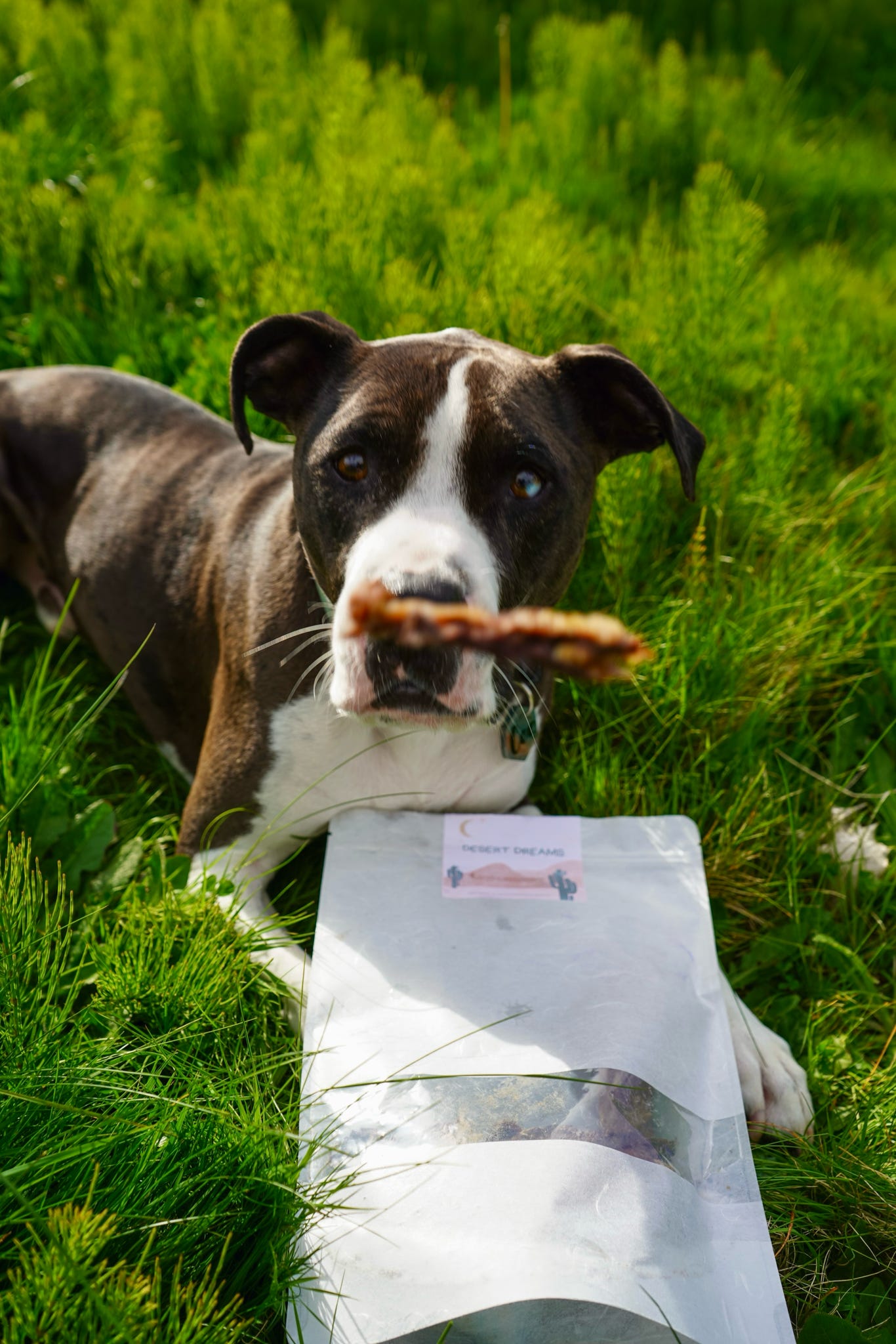 Desert Dreams Grab Bag | Wild n Fresh Treats x Koda Snacks