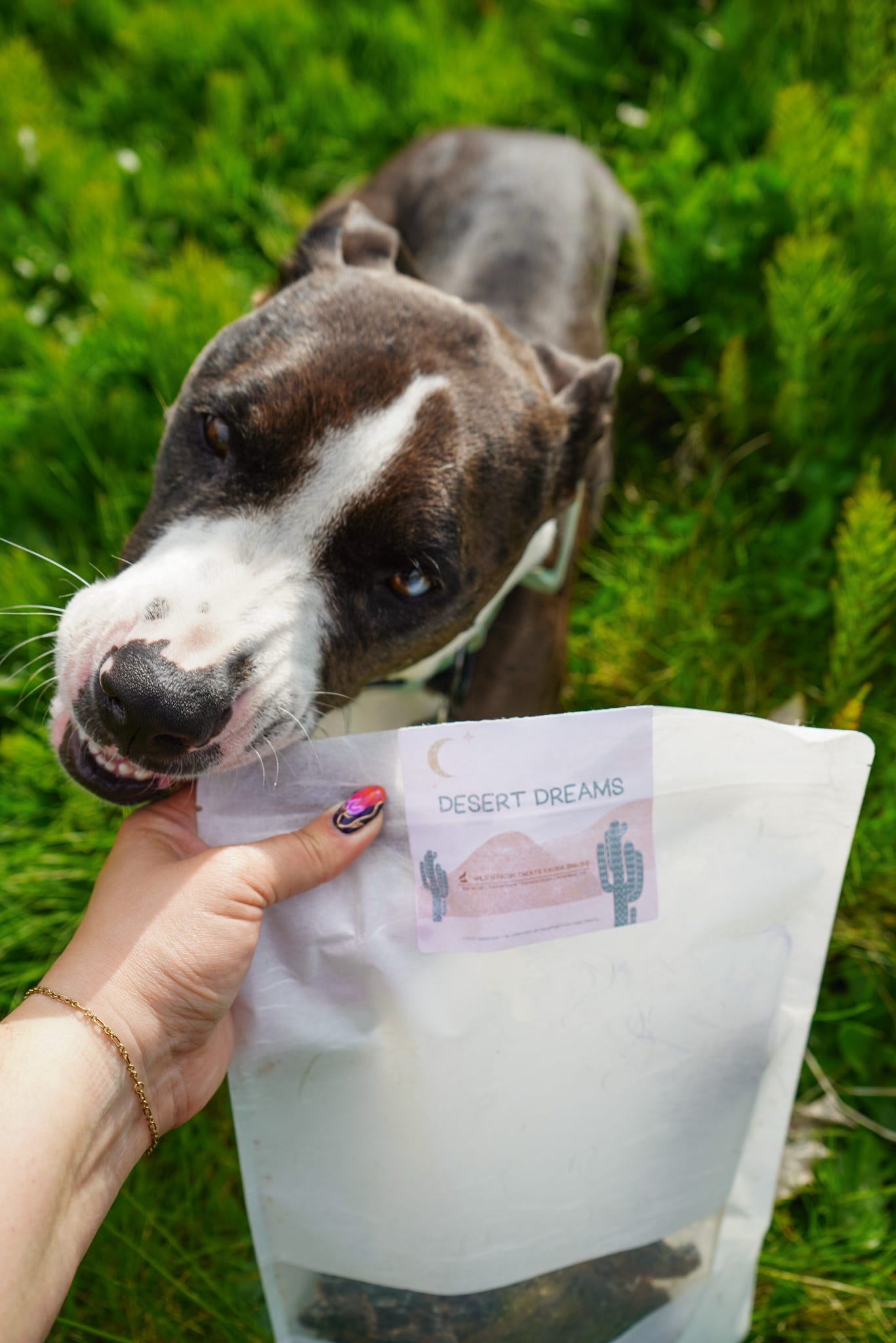 Desert Dreams Grab Bag | Wild n Fresh Treats x Koda Snacks