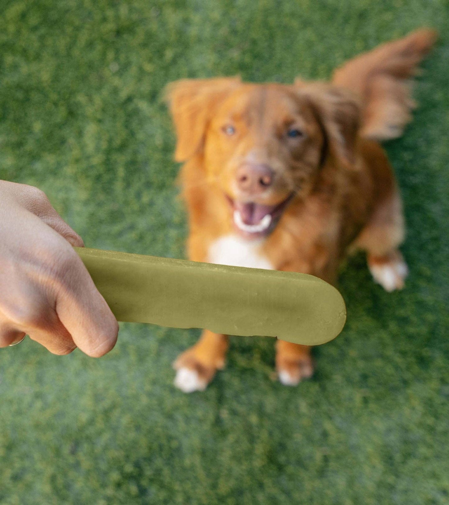 Cranberry & Mint Yak Chew Holiday Gift Set for Dogs | Downtown Barkery