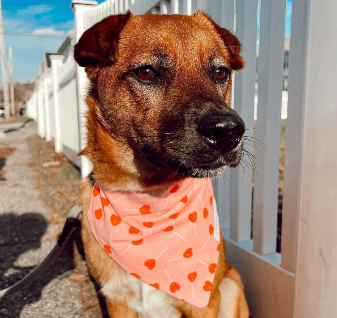 Heart Lollipop Bandana